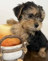 Elsie, a female Yorkshire Terrier for sale in Denver, CO – 3 of 5