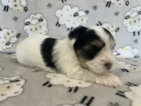 Cooper, a male Yorkshire Terrier for sale in Atlanta, GA – 2 of 10