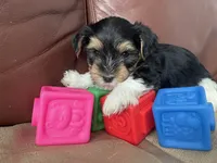 Duke, a male Yorkshire Terrier for sale in Atlanta, GA – 4 of 10