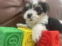 Rocky - CKC Registered, a male Yorkshire Terrier for sale in Denver, CO – 5 of 9