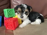 Diesel - CKC Registered, a male Yorkshire Terrier for sale in Denver, CO – 7 of 10