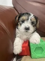 Max - CKC Registered, a male Yorkshire Terrier for sale in Denver, CO – 3 of 9