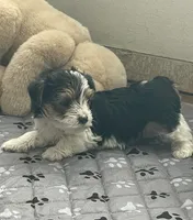 Max - CKC Registered, a male Yorkshire Terrier for sale in Denver, CO – 6 of 9
