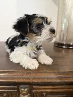 Otis, a male Yorkshire Terrier for sale in Denver, CO – 4 of 5