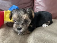 Charlie, a male Yorkshire Terrier for sale in Atlanta, GA – 6 of 10