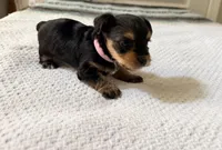 Light Pink, a female Yorkshire Terrier for sale in Atlanta, GA – Photo 3 of 3