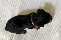 Light Pink, a female Yorkshire Terrier for sale in Atlanta, GA – Photo 2 of 3