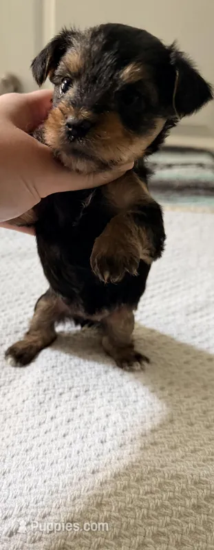 Light Pink – Yorkshire Terrier puppy for sale in Atlanta, GA