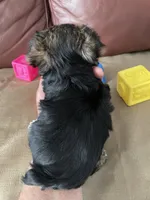 Charlie, a male Yorkshire Terrier for sale in Atlanta, GA – 10 of 10