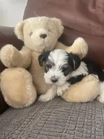 Bear, a male Yorkshire Terrier for sale in Atlanta, GA – 3 of 6