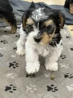 Levi, a male Yorkshire Terrier for sale in Denver, CO – 2 of 6