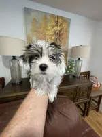 Austin, a male Yorkshire Terrier for sale in Denver, CO – 2 of 6