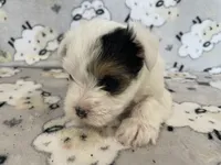 Ellie, a female Yorkshire Terrier for sale in Atlanta, GA – 4 of 10