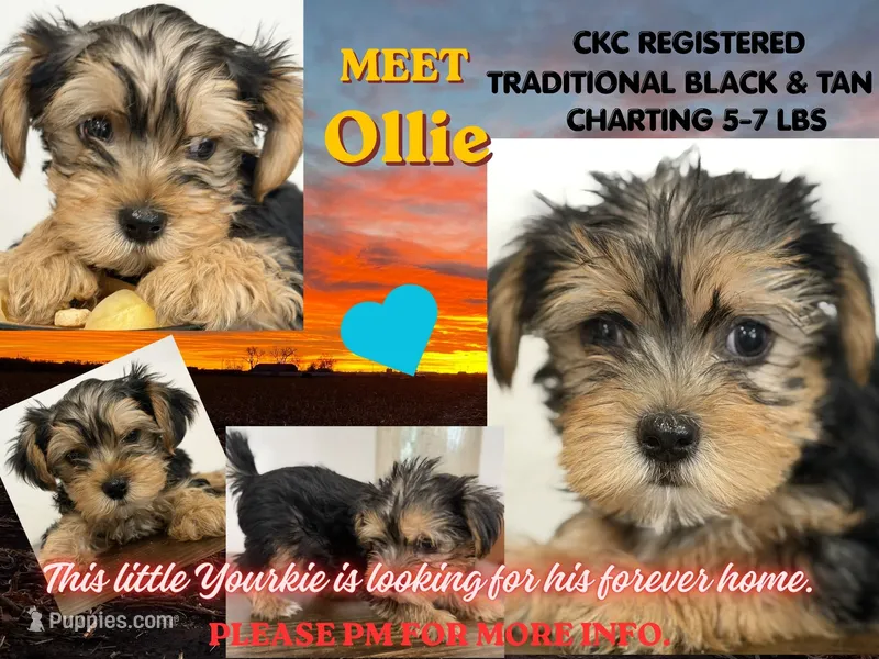 Ollie – Yorkshire Terrier puppy for sale in Denver, CO