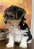 Caleb, a male Yorkshire Terrier for sale in Denver, CO – 2 of 5