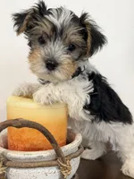 Levi, a male Yorkshire Terrier for sale in Denver, CO – 5 of 6