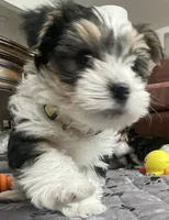Austin, a male Yorkshire Terrier for sale in Denver, CO – 5 of 6