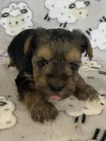 Charlie, a male Yorkshire Terrier for sale in Atlanta, GA – 3 of 10