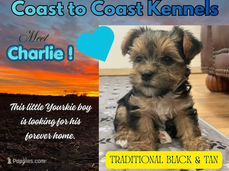Charlie -  CKC Registered – Yorkshire Terrier puppy for sale in Denver, CO