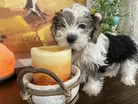 Oliver, a male Yorkshire Terrier for sale in Denver, CO – 4 of 5