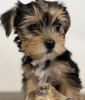 Ollie, a male Yorkshire Terrier for sale in Denver, CO – 3 of 5