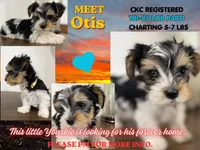 Otis, a male Yorkshire Terrier for sale in Denver, CO – 1 of 5