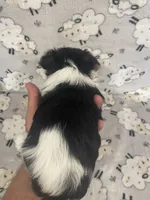 Rocky - CKC Registered, a male Yorkshire Terrier for sale in Denver, CO – 6 of 9