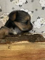 Charlie, a male Yorkshire Terrier for sale in Atlanta, GA – 2 of 10