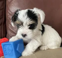 Cooper, a male Yorkshire Terrier for sale in Atlanta, GA – 7 of 10