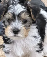 Levi, a male Yorkshire Terrier for sale in Denver, CO – 3 of 6