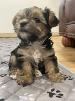 Charlie -  CKC Registered, a male Yorkshire Terrier for sale in Denver, CO – 4 of 10