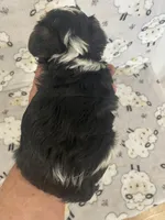 Max - CKC Registered, a male Yorkshire Terrier for sale in Denver, CO – 7 of 9