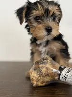 Ella, a female Yorkshire Terrier for sale in Denver, CO – 5 of 5