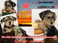 Elsie, a female Yorkshire Terrier for sale in Denver, CO – 1 of 5