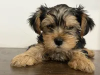 Ella, a female Yorkshire Terrier for sale in Denver, CO – 4 of 5
