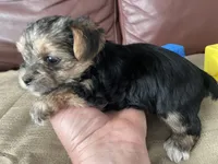 Charlie, a male Yorkshire Terrier for sale in Atlanta, GA – 9 of 10