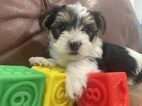 Austin, a male Yorkshire Terrier for sale in Denver, CO – 3 of 6