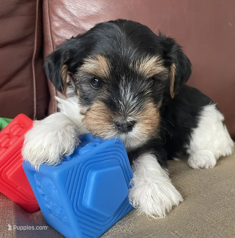 Duke – Yorkshire Terrier puppy for sale in Atlanta, GA
