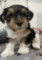 Duke - CKC Registered, a male Yorkshire Terrier for sale in Denver, CO – 3 of 9