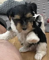 Duke - CKC Registered, a male Yorkshire Terrier for sale in Denver, CO – 2 of 9