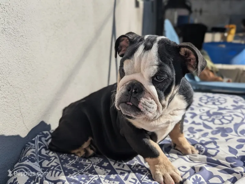 Baby – English Bulldog puppy for sale in Pomona, CA