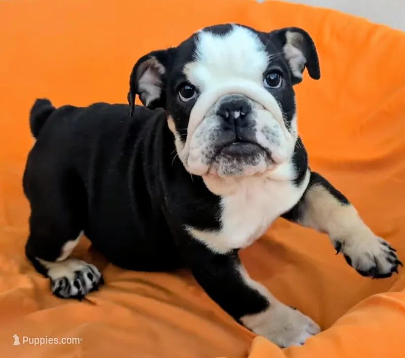 Baby – English Bulldog puppy for sale in Pomona, CA