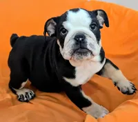 Baby, a female English Bulldog for sale in Pomona, CA – 1 of 1