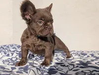 Red, a male French Bulldog for sale in Pomona, CA – 3 of 3