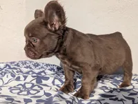 Red, a male French Bulldog for sale in Pomona, CA – 2 of 3