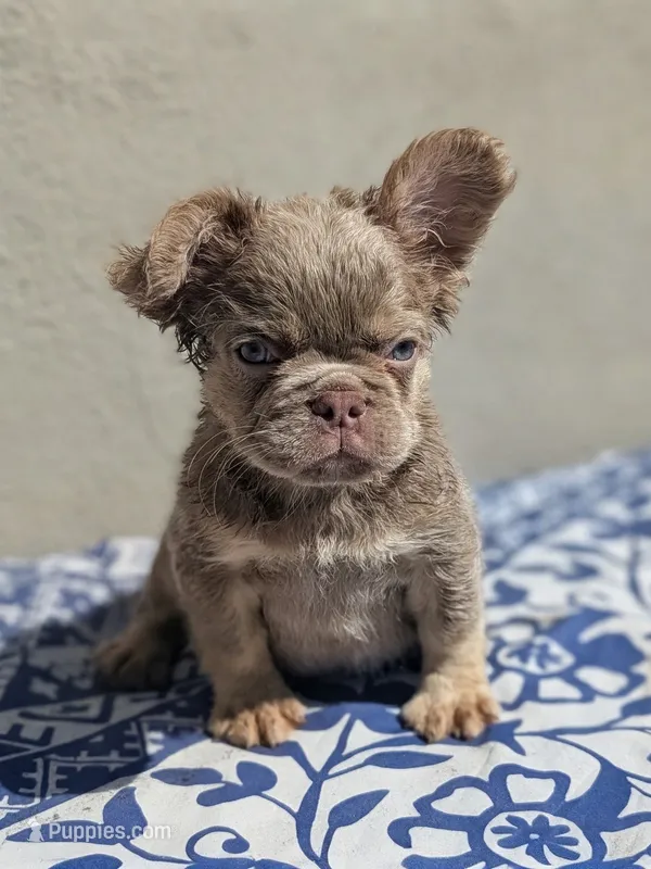 Strawberry – French Bulldog puppy for sale in Pomona, CA