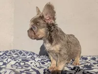Baby, a male French Bulldog for sale in Pomona, CA – 3 of 3