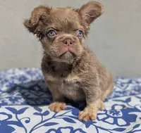 Strawberry, a male French Bulldog for sale in Pomona, CA – 3 of 4