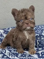 Teddy 🧸, a female French Bulldog for sale in Pomona, CA – 2 of 2