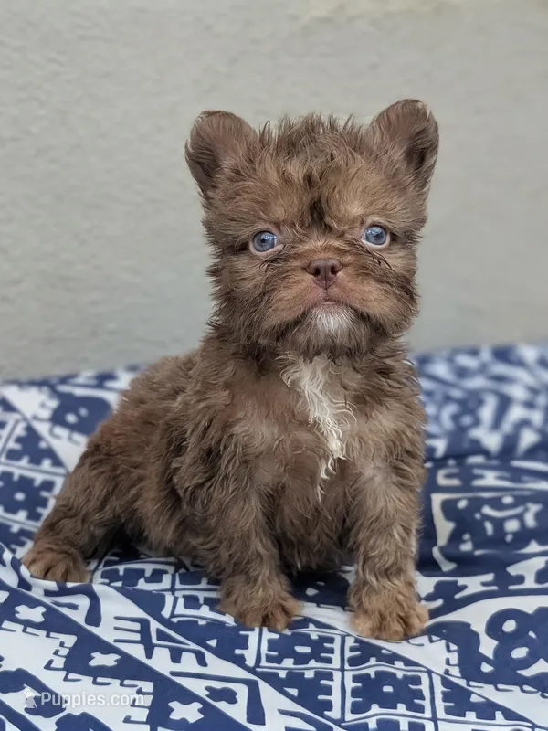 Teddy 🧸 – French Bulldog puppy for sale in Pomona, CA